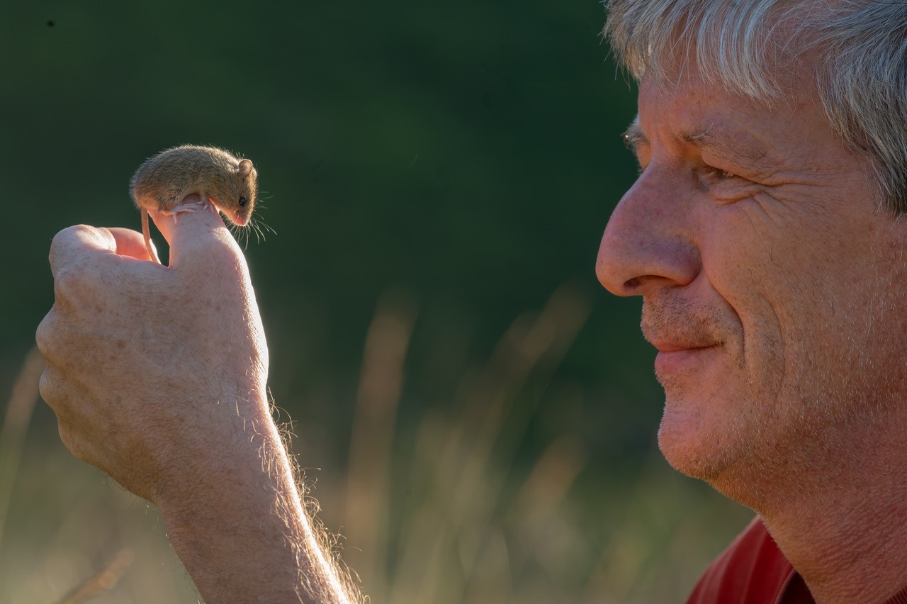 Birkenmaus im Biosphärenpark Nockberge